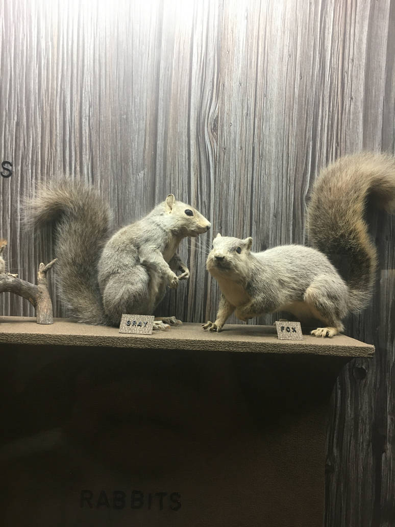 Milwaukee Public Museum - Wisconsin Woodlands - Gray Squirrel and Fox Squirrel