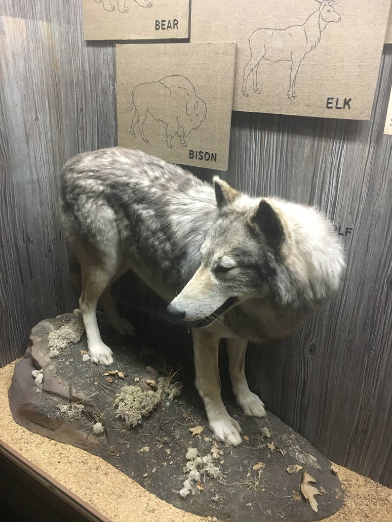 Milwaukee Public Museum - Wisconsin Woodlands - Gray Wolf