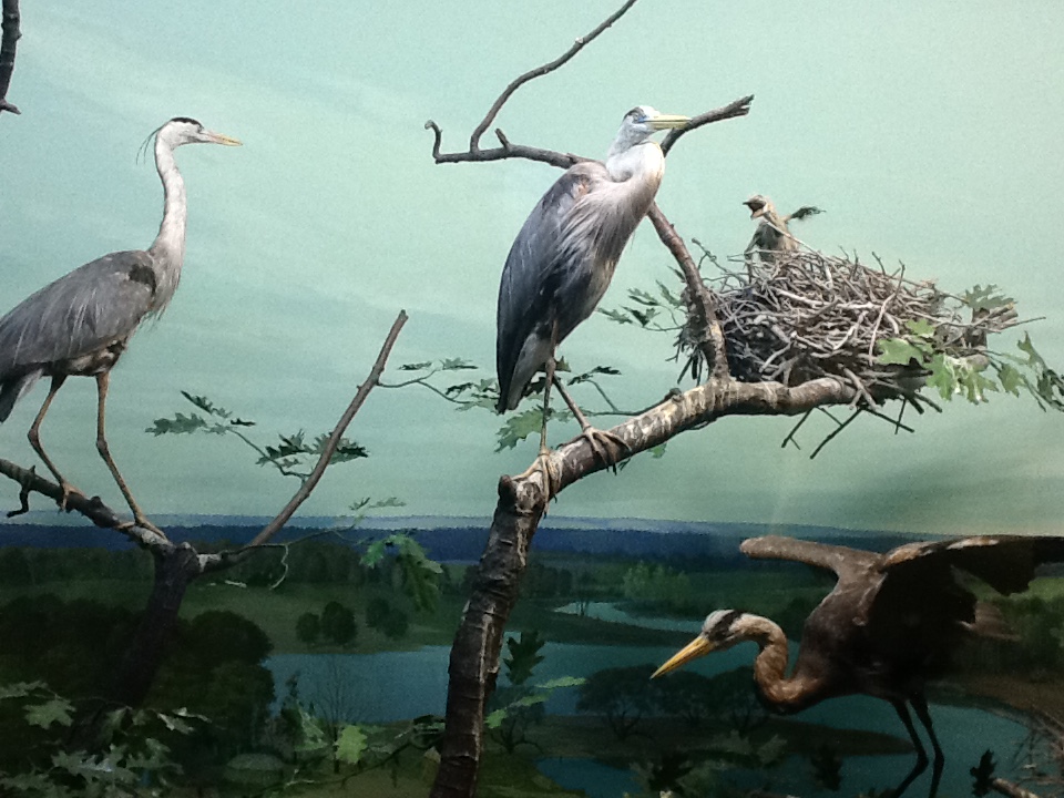 Milwaukee Public Museum - Wisconsin Woodlands - Great Blue Heron Diorama