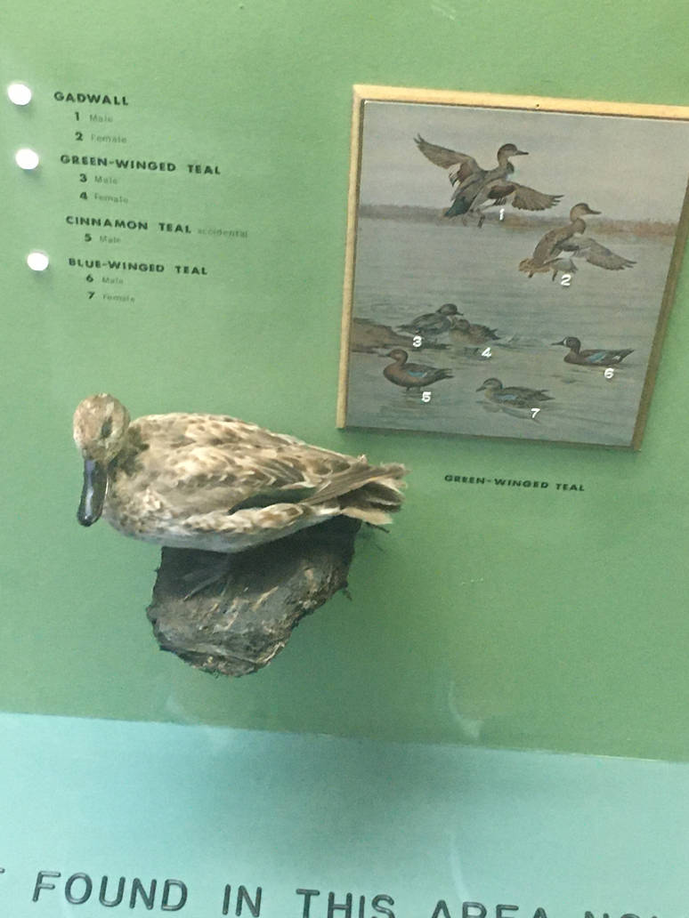 Milwaukee Public Museum - Wisconsin Woodlands - Green-Winged Teal