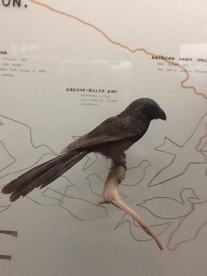 Milwaukee Public Museum - Wisconsin Woodlands - Groove-Billed Ani