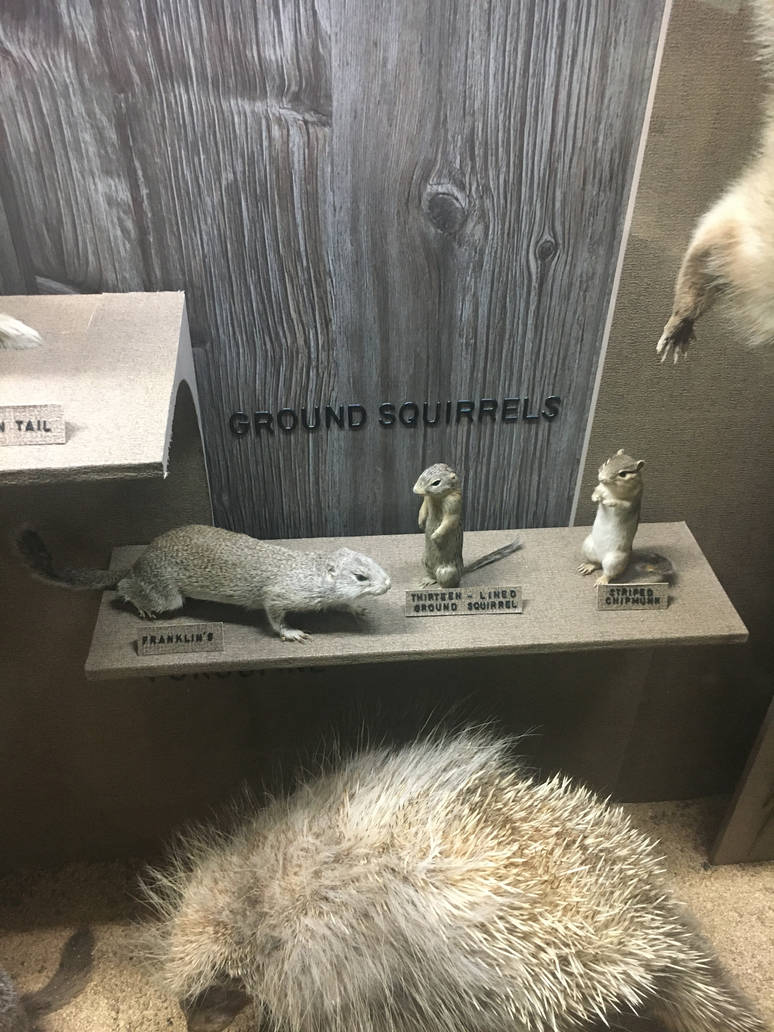 Milwaukee Public Museum - Wisconsin Woodlands - Ground Squirrels