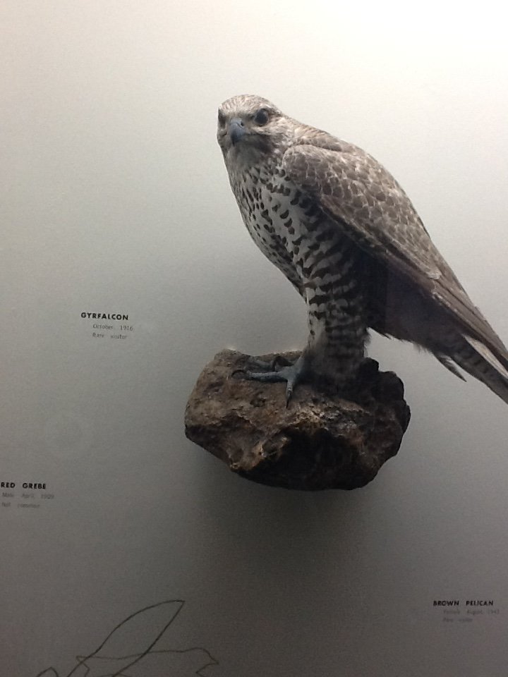 Milwaukee Public Museum - Wisconsin Woodlands - Gyrfalcon