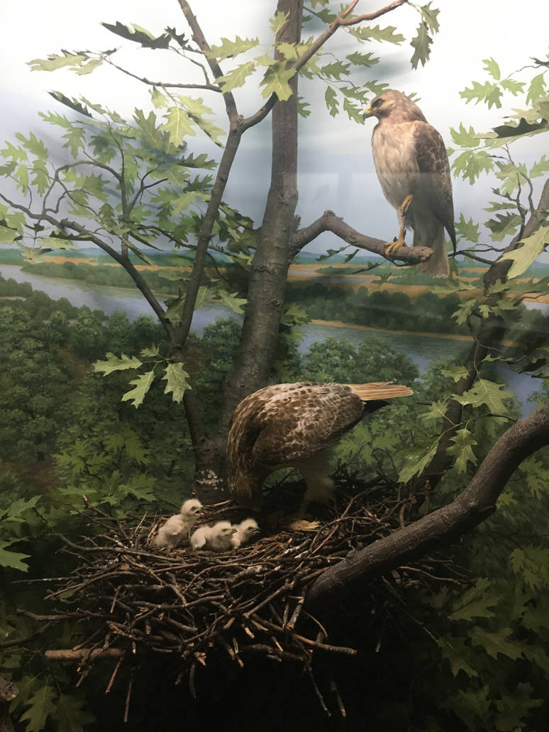 Milwaukee Public Museum - Wisconsin Woodlands - Hawk Diorama