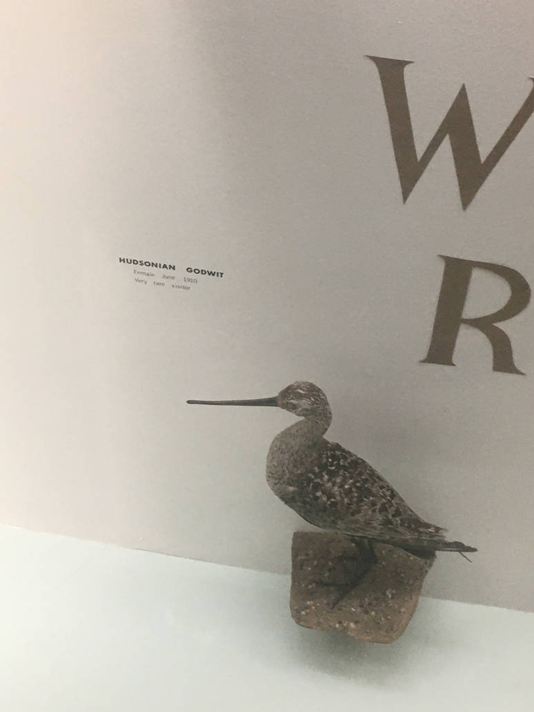 Milwaukee Public Museum - Wisconsin Woodlands - Hudsonian Godwit