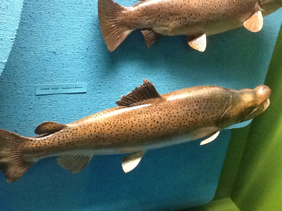 Milwaukee Public Museum - Wisconsin Woodlands - Hybrid Trout