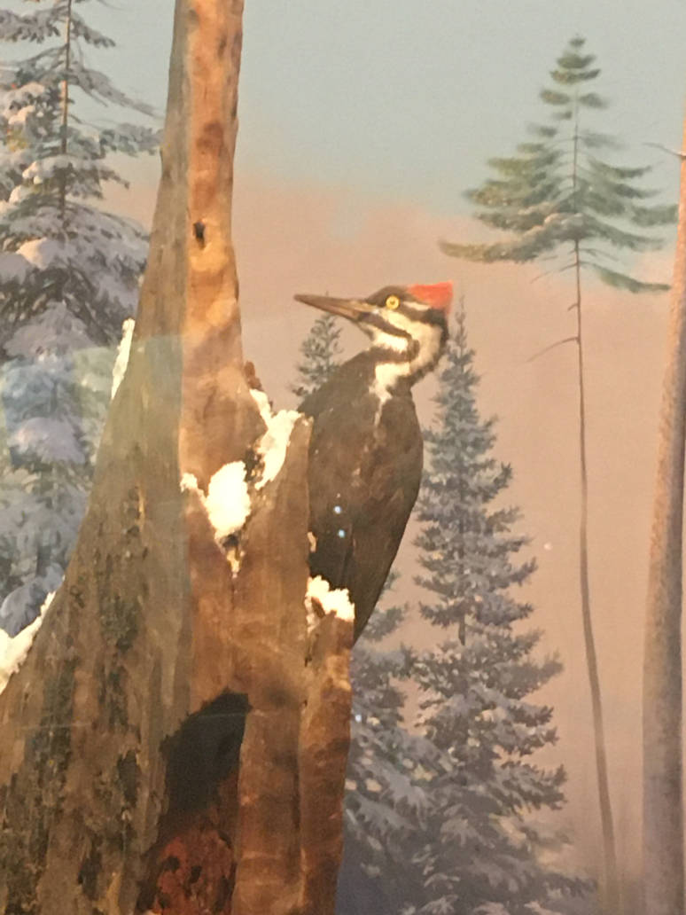 Milwaukee Public Museum - Wisconsin Woodlands - Ivory-Billed Woodpecker?