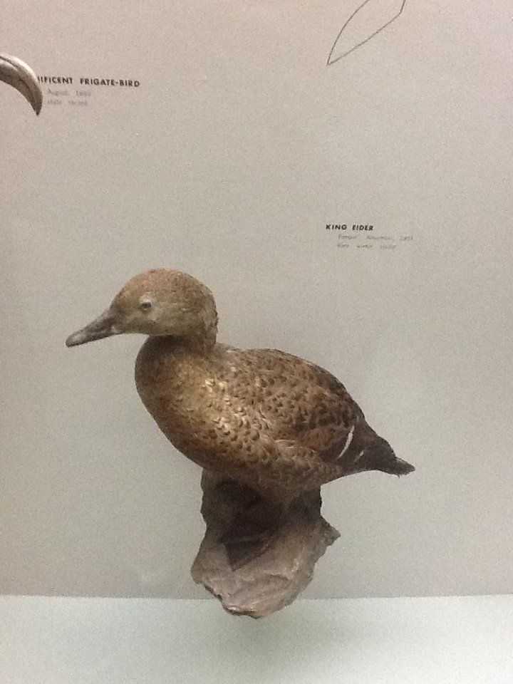 Milwaukee Public Museum - Wisconsin Woodlands - King Eider