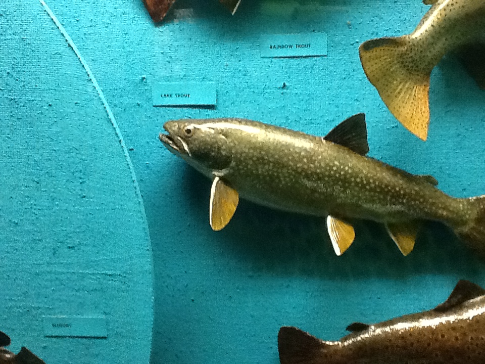 Milwaukee Public Museum - Wisconsin Woodlands - Lake Trout