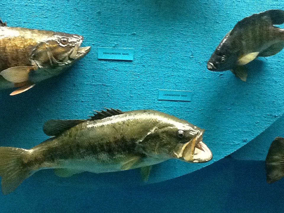 Milwaukee Public Museum - Wisconsin Woodlands - Largemouth Bass