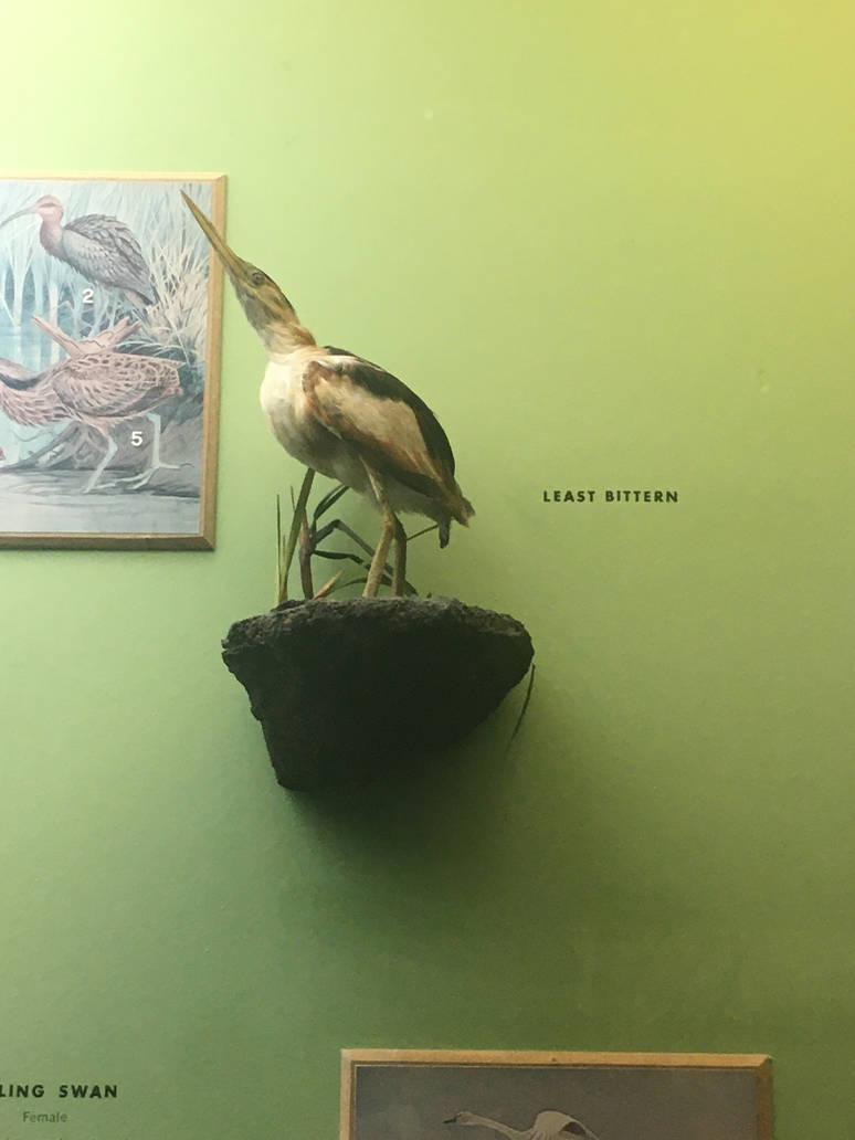Milwaukee Public Museum - Wisconsin Woodlands - Least Bittern