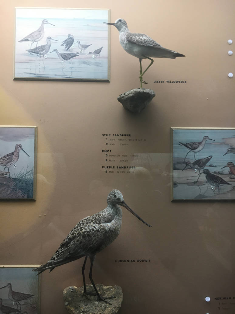 Milwaukee Public Museum - Wisconsin Woodlands - Lesser Yellowlegs and Hudsonian Godwit