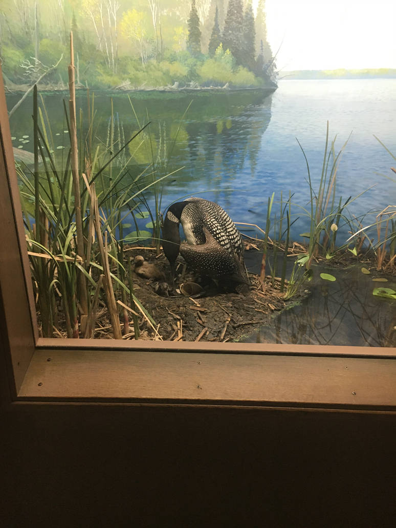 Milwaukee Public Museum - Wisconsin Woodlands - Loon Diorama