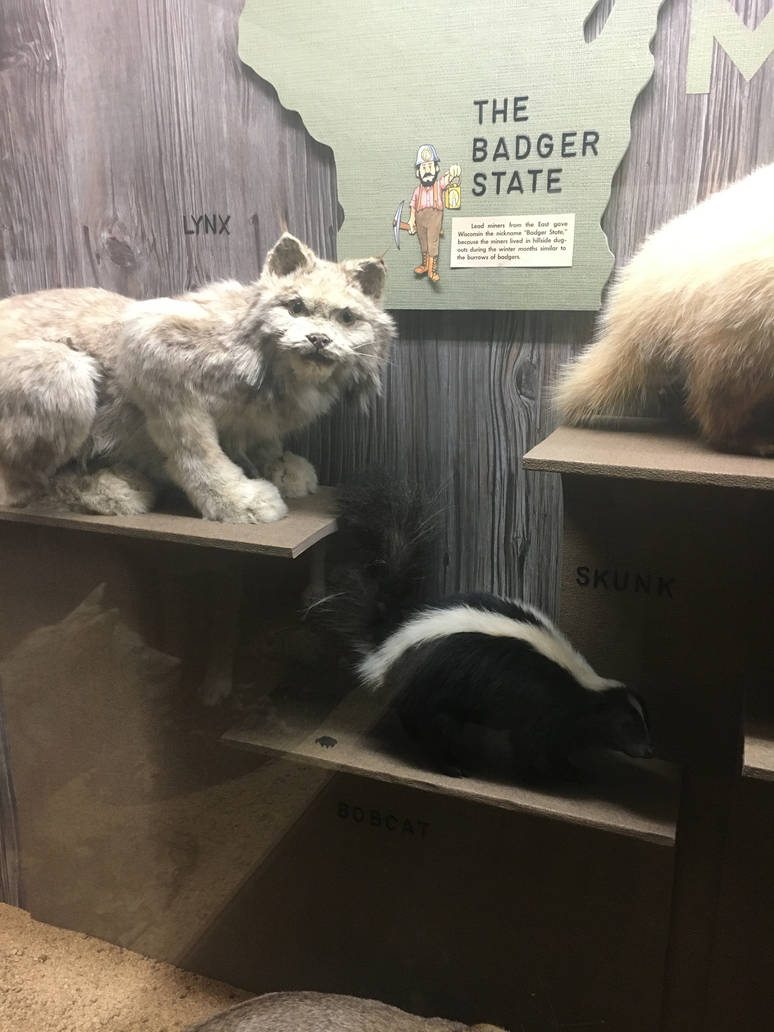 Milwaukee Public Museum - Wisconsin Woodlands - Lynx and Skunk
