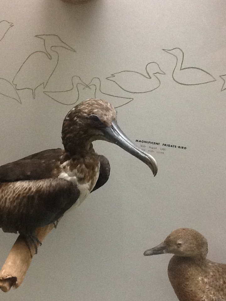 Milwaukee Public Museum - Wisconsin Woodlands - Magnificent Frigate-Bird
