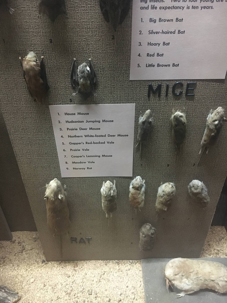 Milwaukee Public Museum - Wisconsin Woodlands - Mice