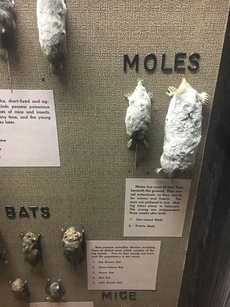 Milwaukee Public Museum - Wisconsin Woodlands - Moles