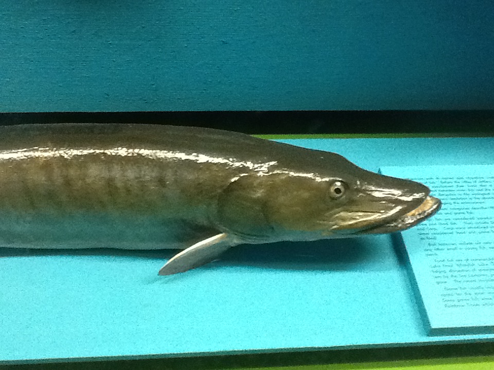Milwaukee Public Museum - Wisconsin Woodlands - Muskellunge