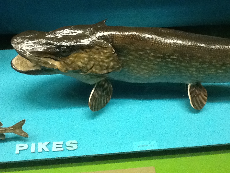 Milwaukee Public Museum - Wisconsin Woodlands - Northern Pike