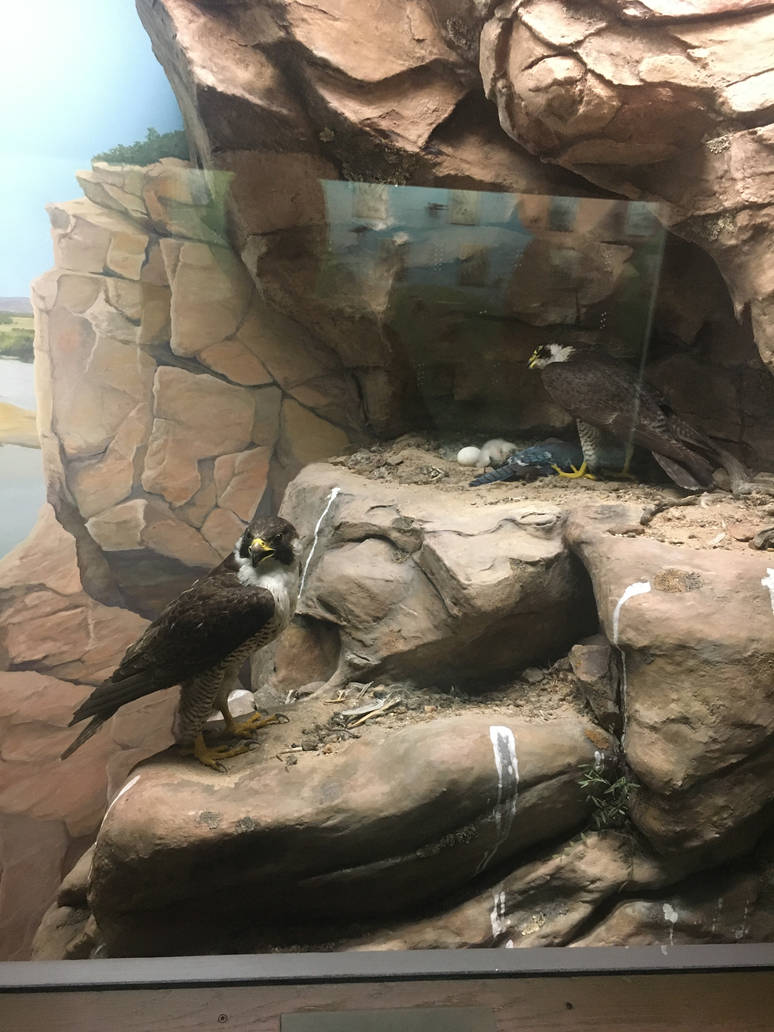 Milwaukee Public Museum - Wisconsin Woodlands - Osprey Diorama