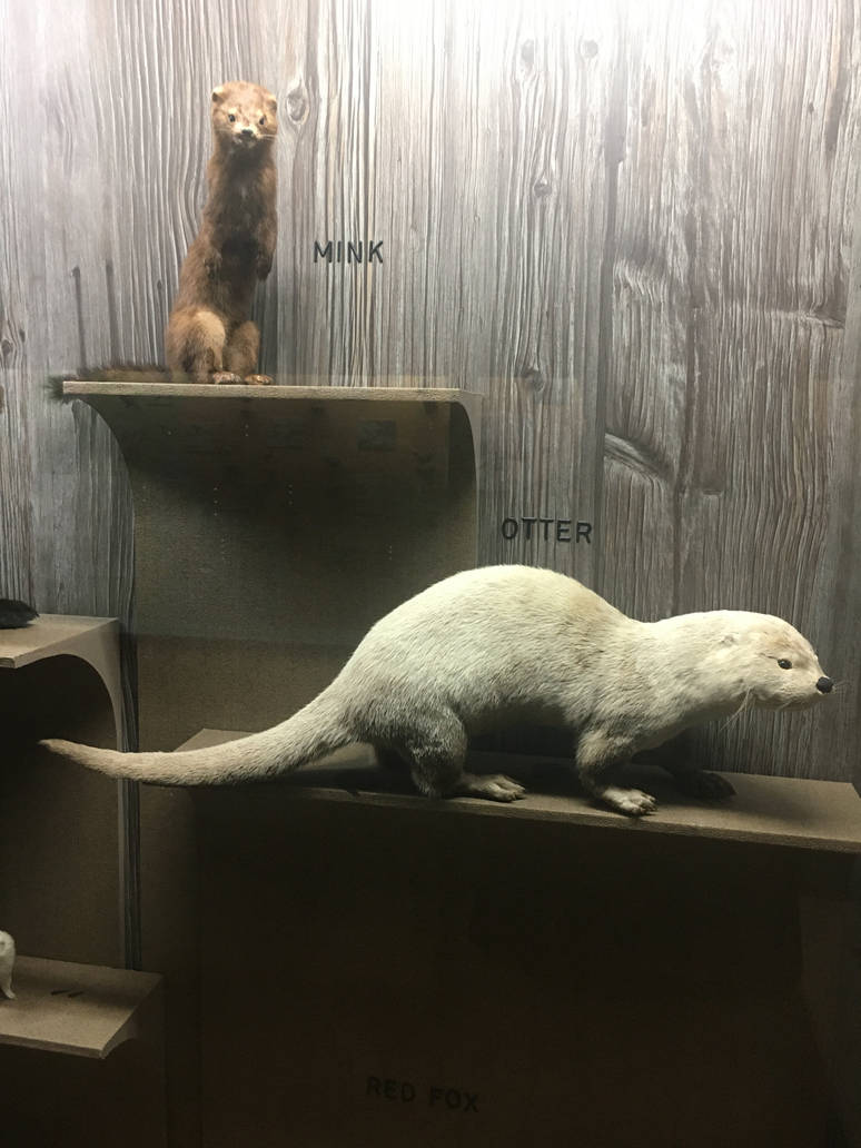 Milwaukee Public Museum - Wisconsin Woodlands - Otter and Mink