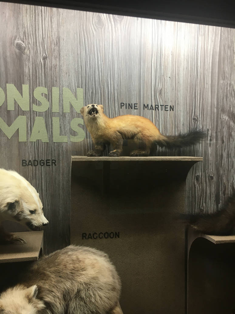 Milwaukee Public Museum - Wisconsin Woodlands - Pine Marten