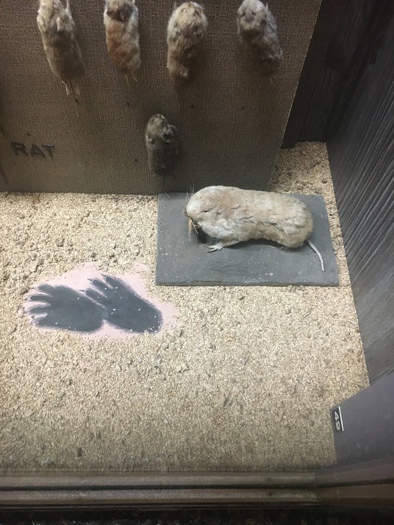 Milwaukee Public Museum - Wisconsin Woodlands - Pocket Gopher
