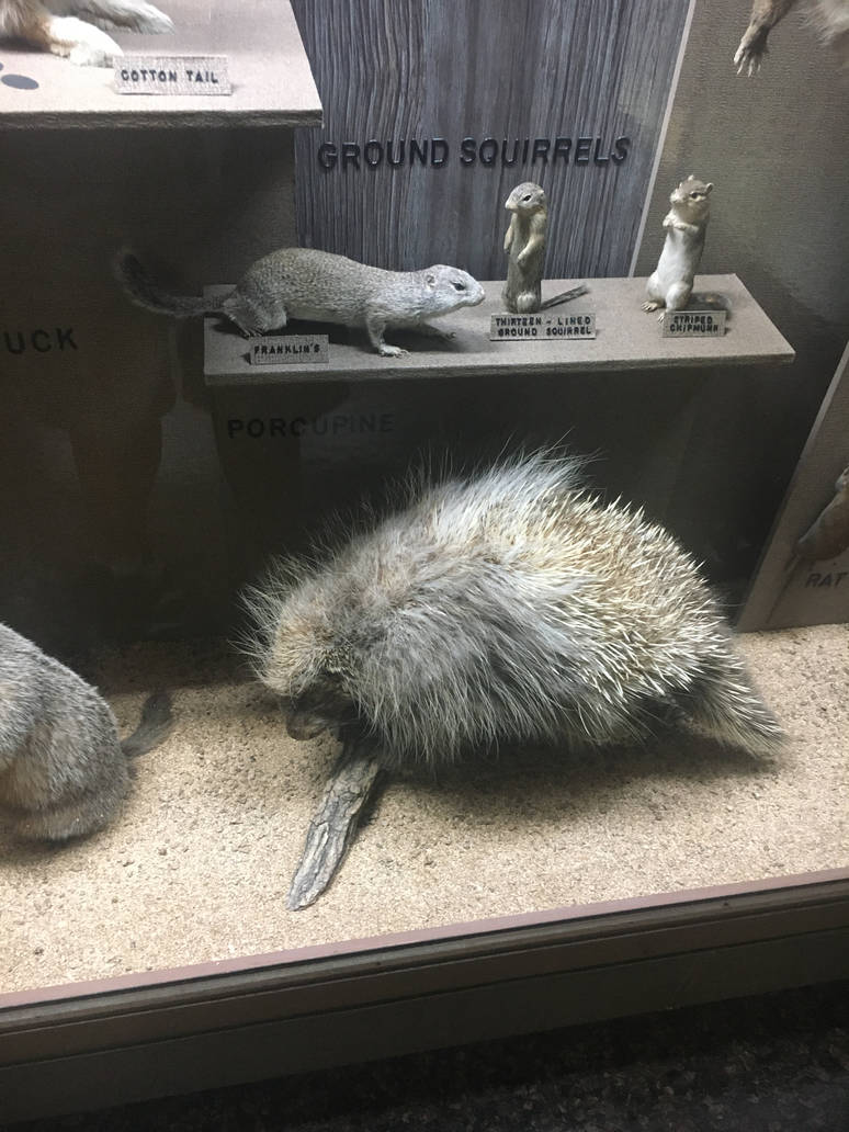 Milwaukee Public Museum - Wisconsin Woodlands - Porcupine