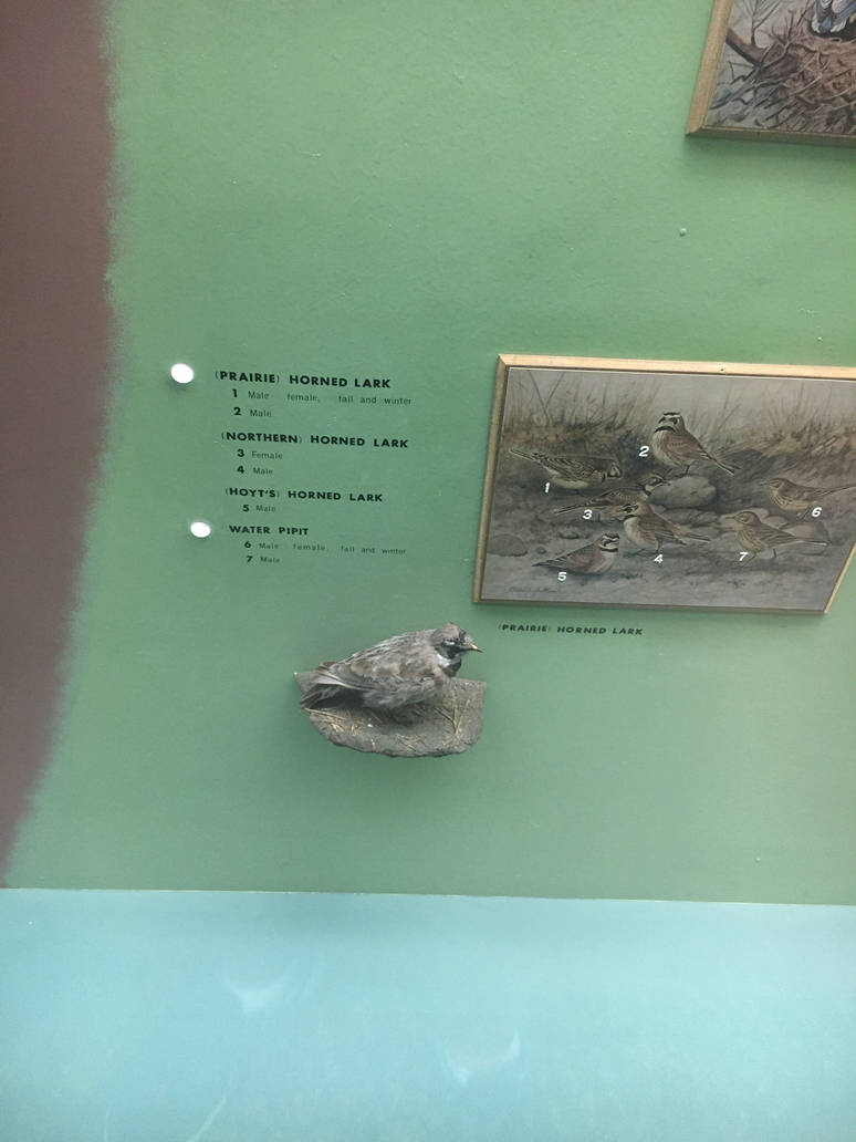 Milwaukee Public Museum - Wisconsin Woodlands - Prairie Horned Lark