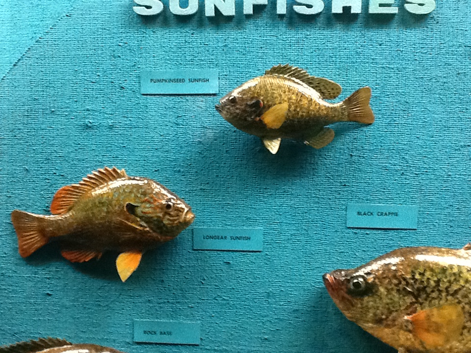 Milwaukee Public Museum - Wisconsin Woodlands - Pumpkinseed Sunfish and Longear Sunfish
