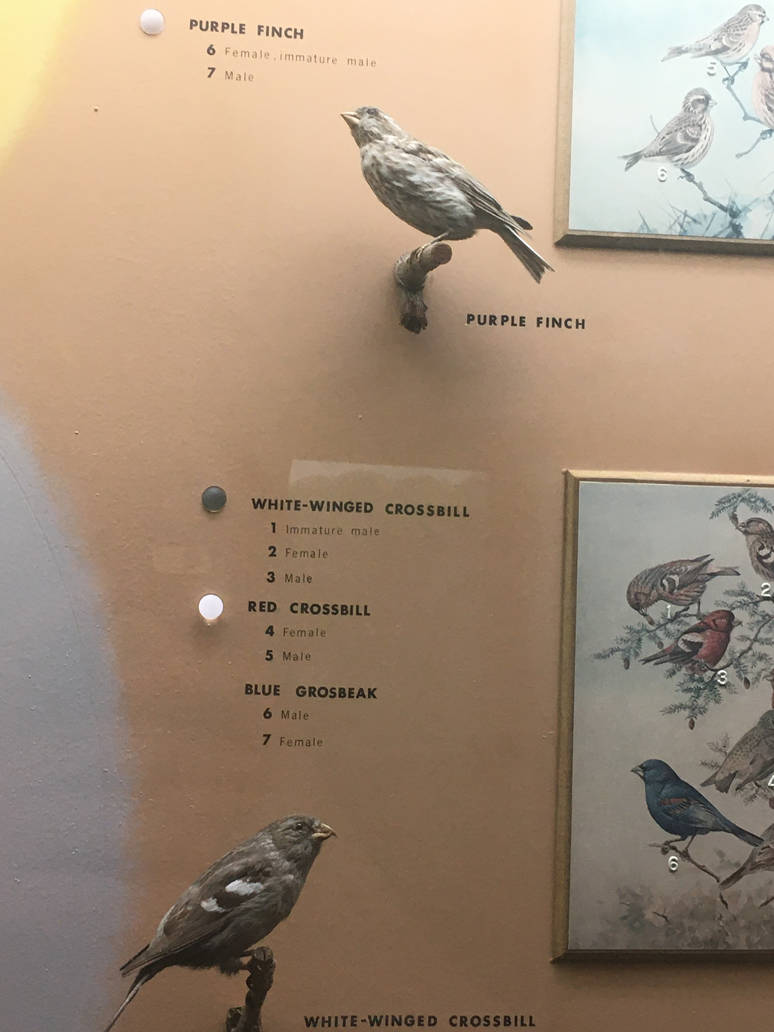 Milwaukee Public Museum - Wisconsin Woodlands - Purple Finch and White-Winged Crossbill