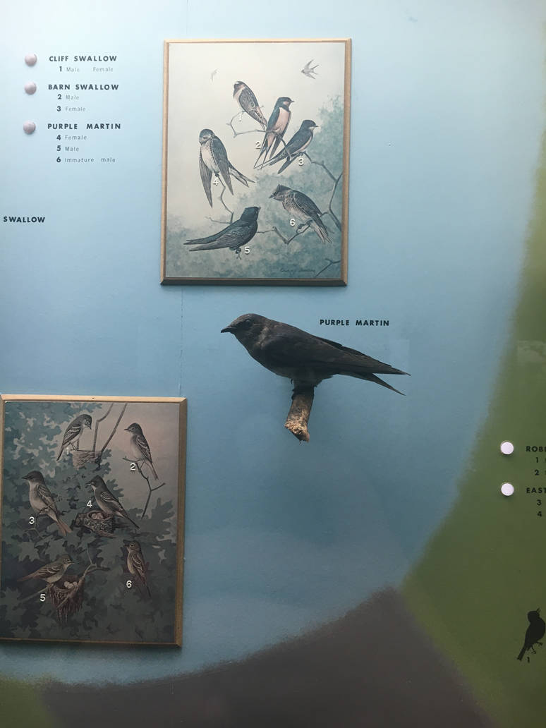 Milwaukee Public Museum - Wisconsin Woodlands - Purple Martin
