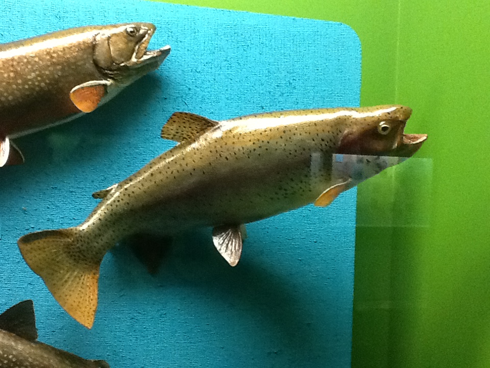 Milwaukee Public Museum - Wisconsin Woodlands - Rainbow Trout