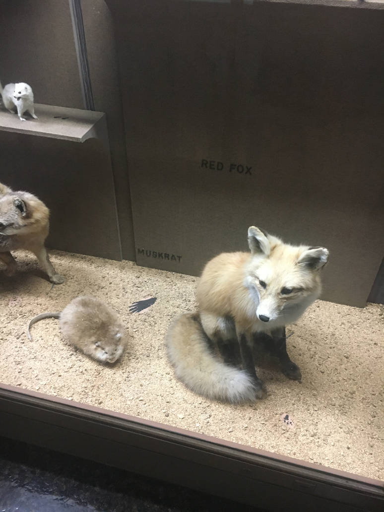 Milwaukee Public Museum - Wisconsin Woodlands - Red Fox and Muskrat