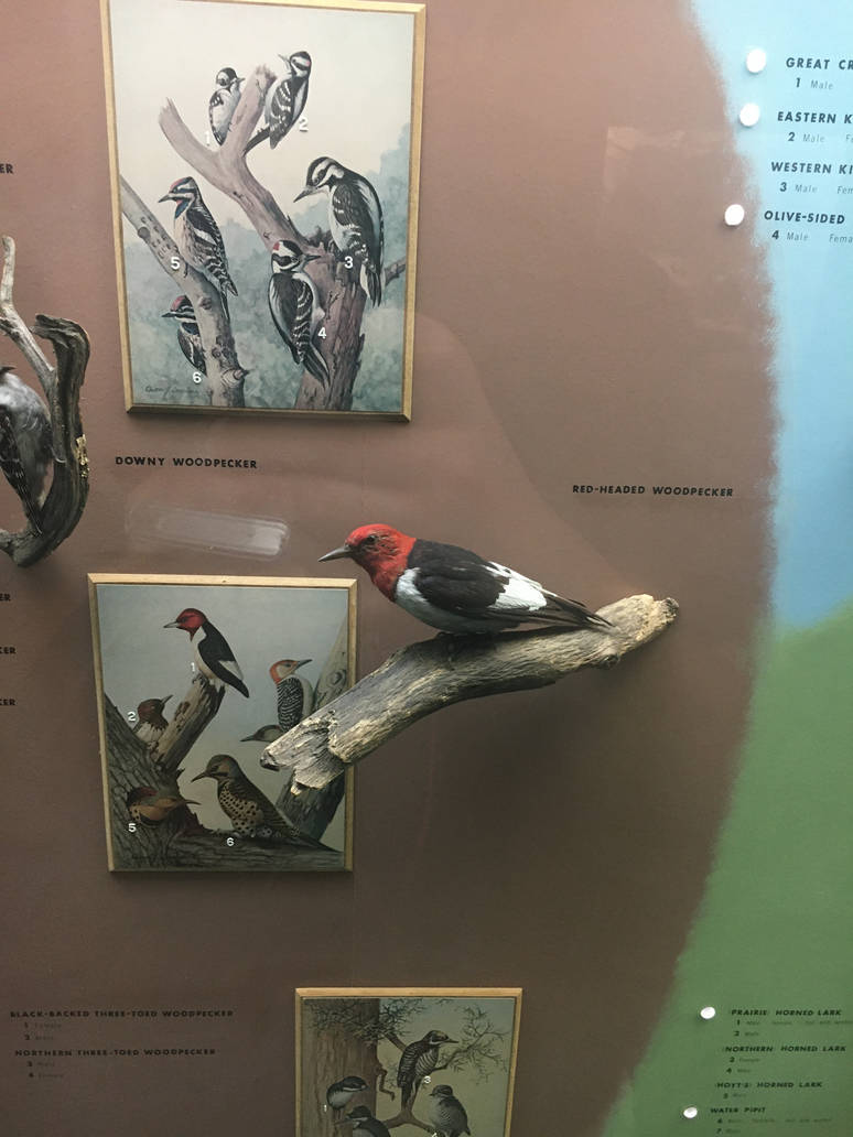 Milwaukee Public Museum - Wisconsin Woodlands - Red-Headed Woodpecker