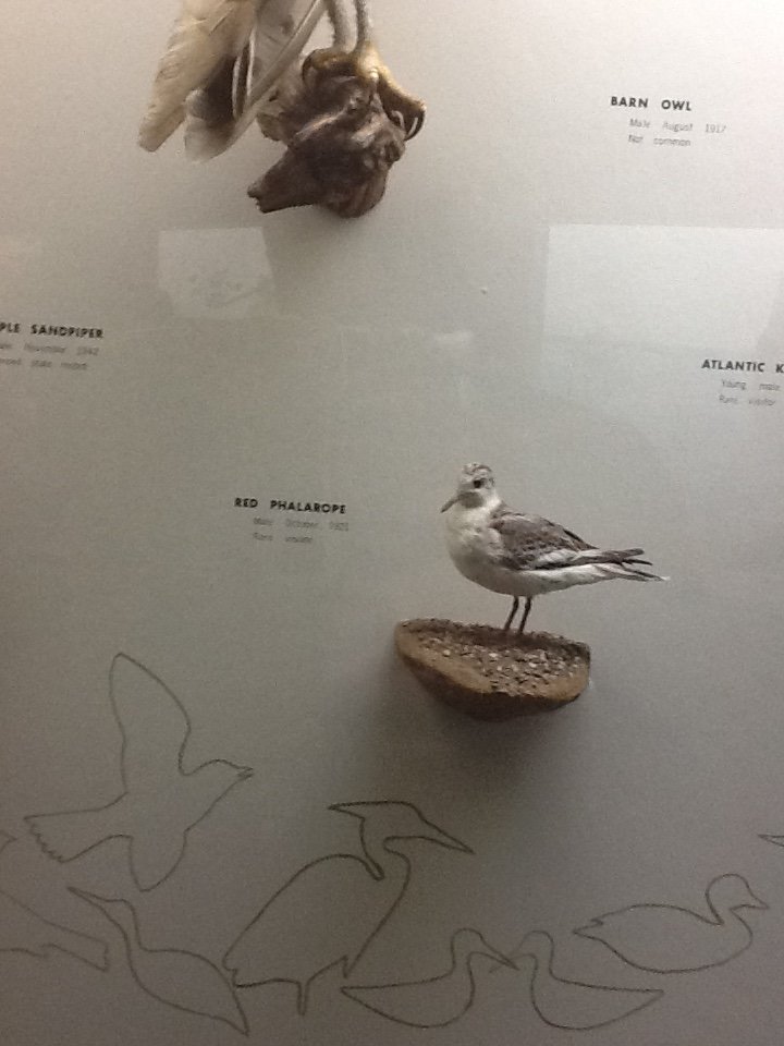 Milwaukee Public Museum - Wisconsin Woodlands - Red Phalarope