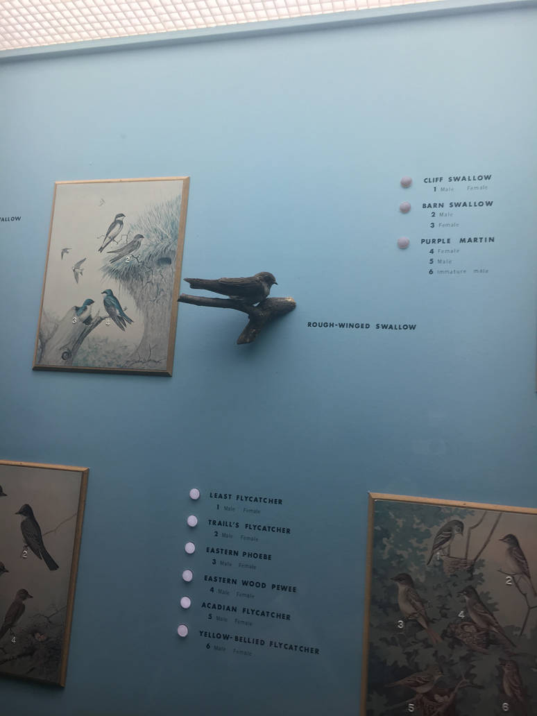 Milwaukee Public Museum - Wisconsin Woodlands - Rough-Winged Swallow