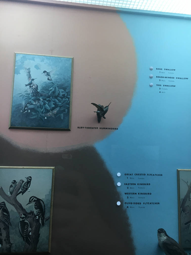 Milwaukee Public Museum - Wisconsin Woodlands - Ruby-Throated Hummingbird