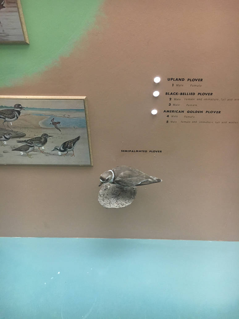 Milwaukee Public Museum - Wisconsin Woodlands - Semipalmated Plover