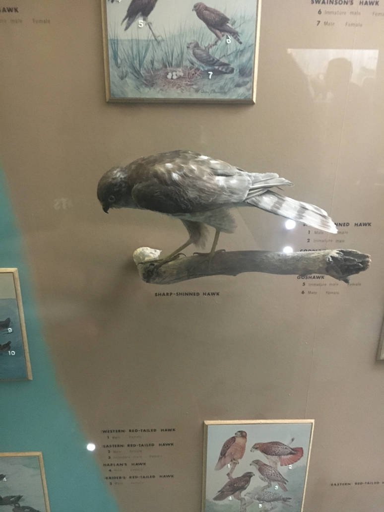 Milwaukee Public Museum - Wisconsin Woodlands - Sharp-Shinned Hawk