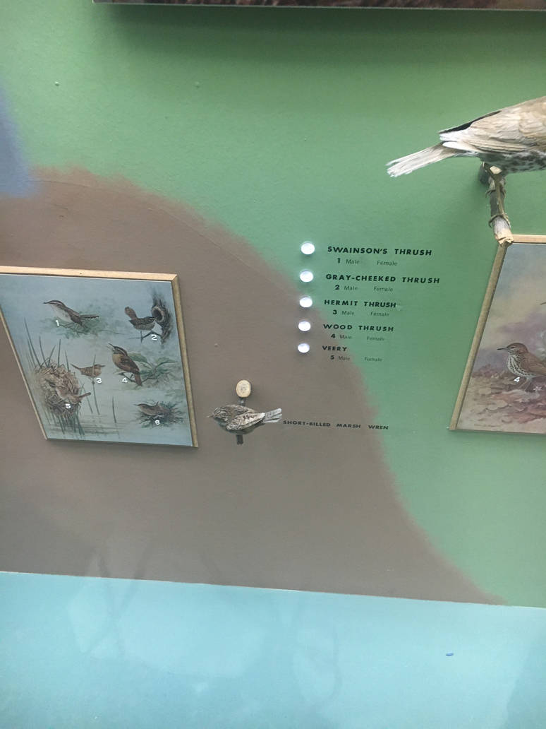 Milwaukee Public Museum - Wisconsin Woodlands - Short-Billed Marsh Wren