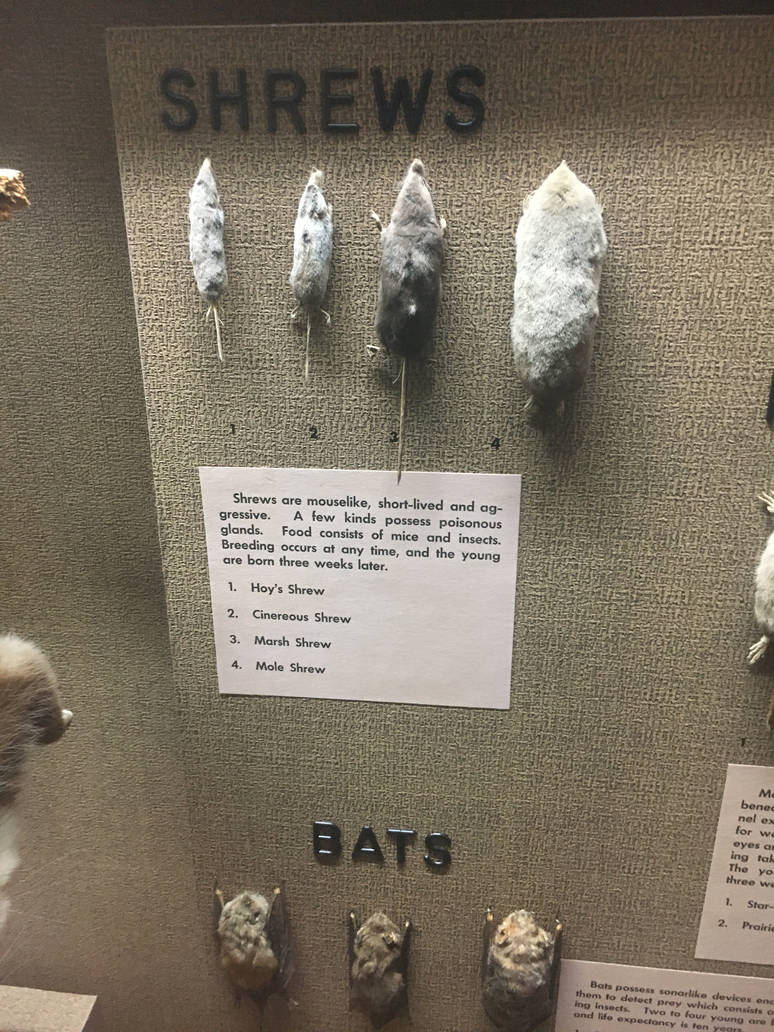 Milwaukee Public Museum - Wisconsin Woodlands - Shrews