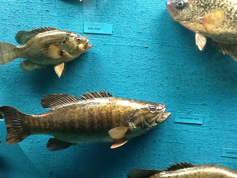 Milwaukee Public Museum - Wisconsin Woodlands - Smallmouth Bass and Rock Bass