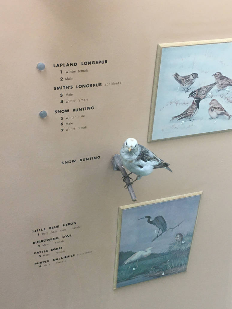 Milwaukee Public Museum - Wisconsin Woodlands - Snow Bunting