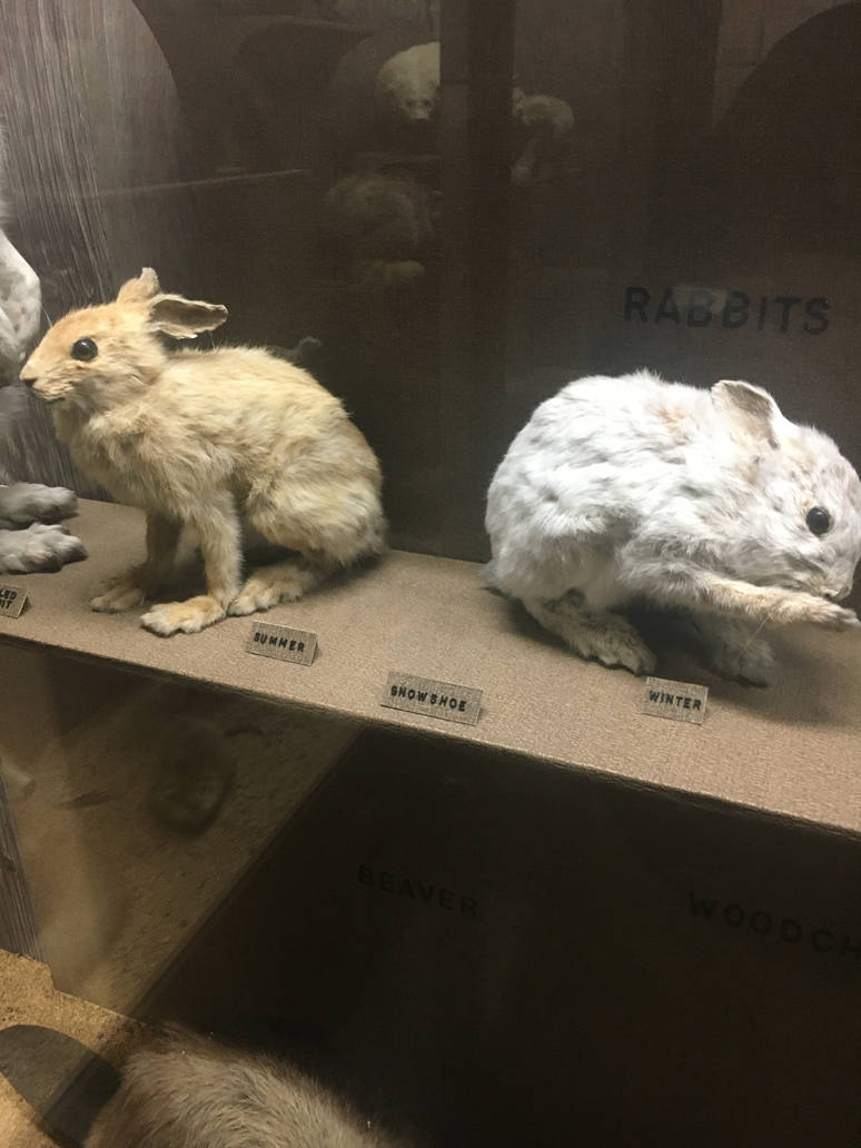 Milwaukee Public Museum - Wisconsin Woodlands - Snowshoe Hare