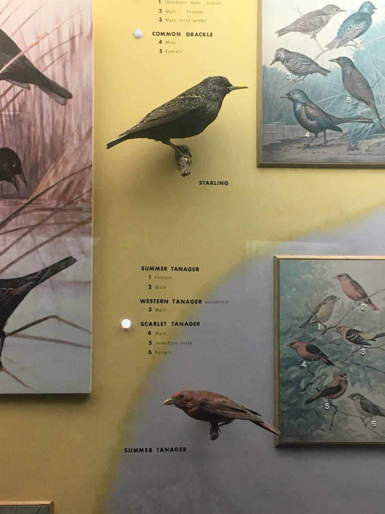 Milwaukee Public Museum - Wisconsin Woodlands - Starling and Summer Tanager