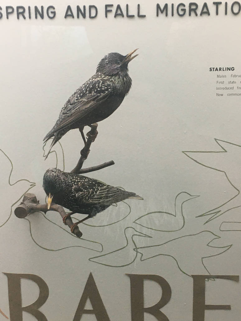 Milwaukee Public Museum - Wisconsin Woodlands - Starling