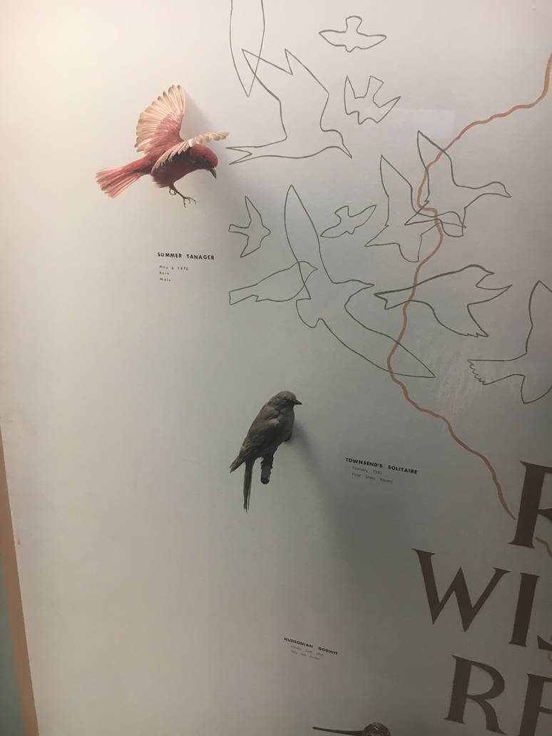 Milwaukee Public Museum - Wisconsin Woodlands - Summer Tanager and Townsend's Solitaire