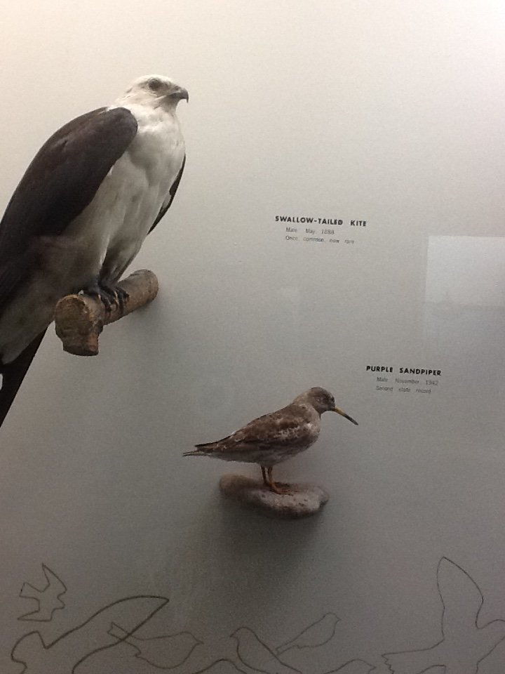 Milwaukee Public Museum - Wisconsin Woodlands - Swallow-Tailed Kite and Purple Sandpiper