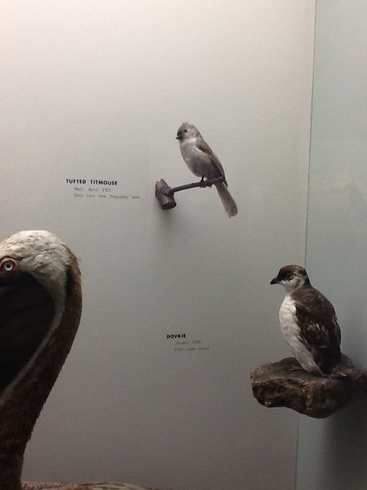 Milwaukee Public Museum - Wisconsin Woodlands - Tufted Titmouse and Dovkie